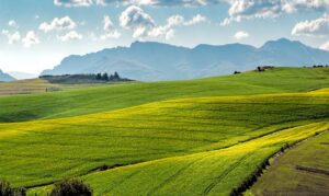 Agricultural Land